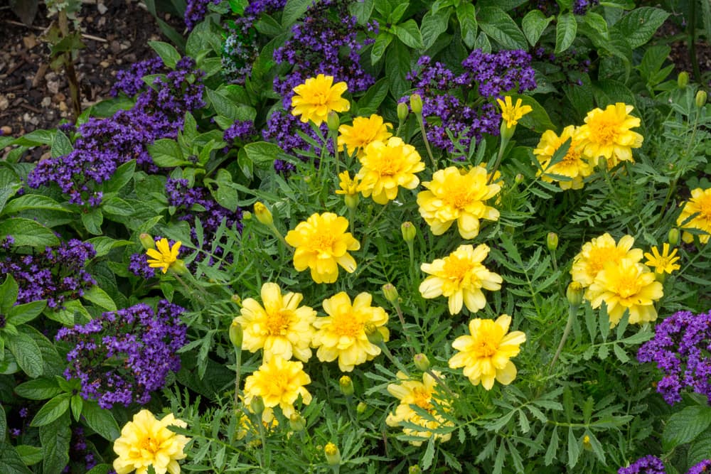 yellow flowering marigolds companion planted with purple flowering verbena