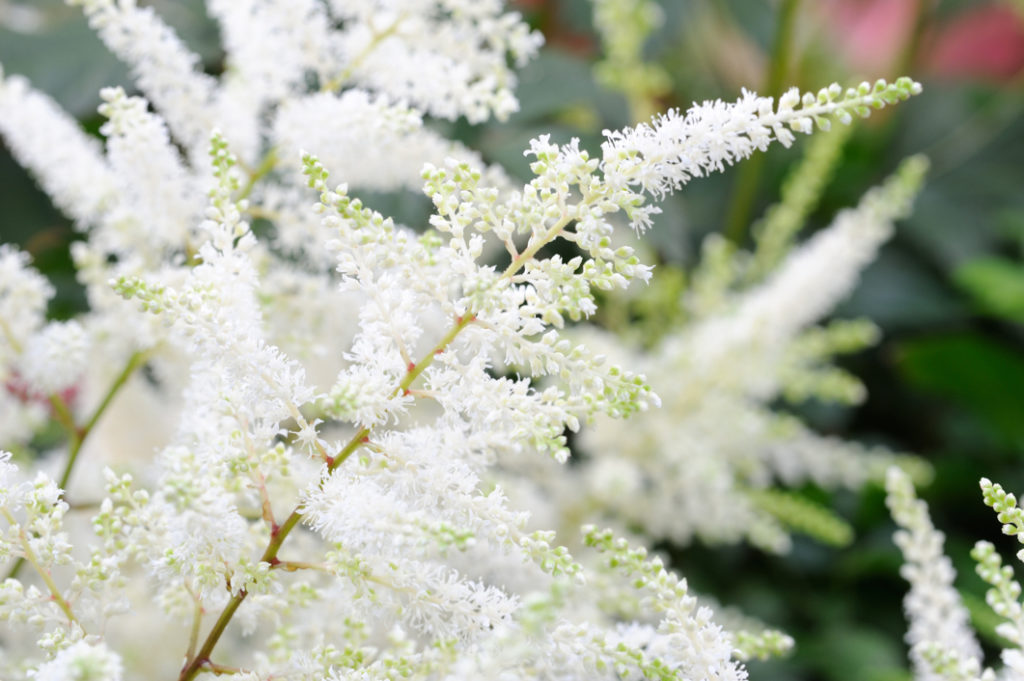 white flowering astilbe growing outside