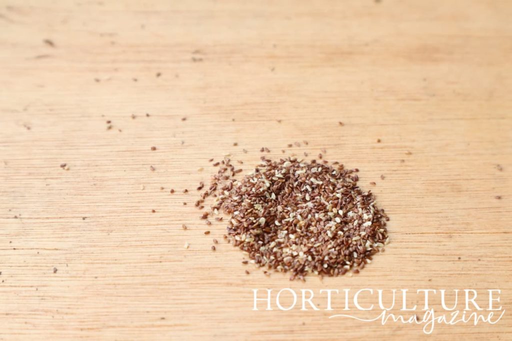 Bellflower seeds sat on the wooden surface of a potting bench