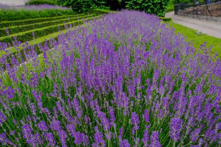 English Lavender Plant Care & Growing Tips Horticulture
