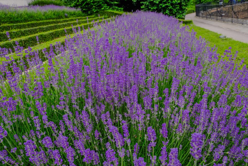 an English lavender hedgerow that stretches for a long distance