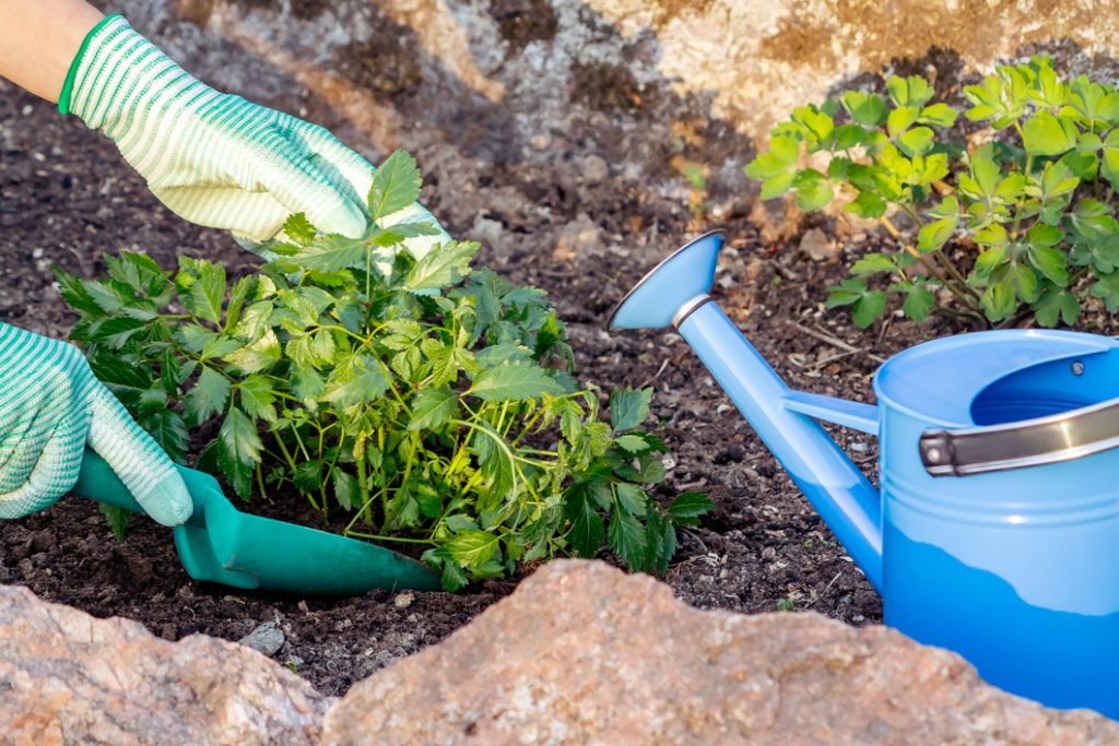 digging around the roots of a young astilbe plant with a blue watering can on the soil next to it