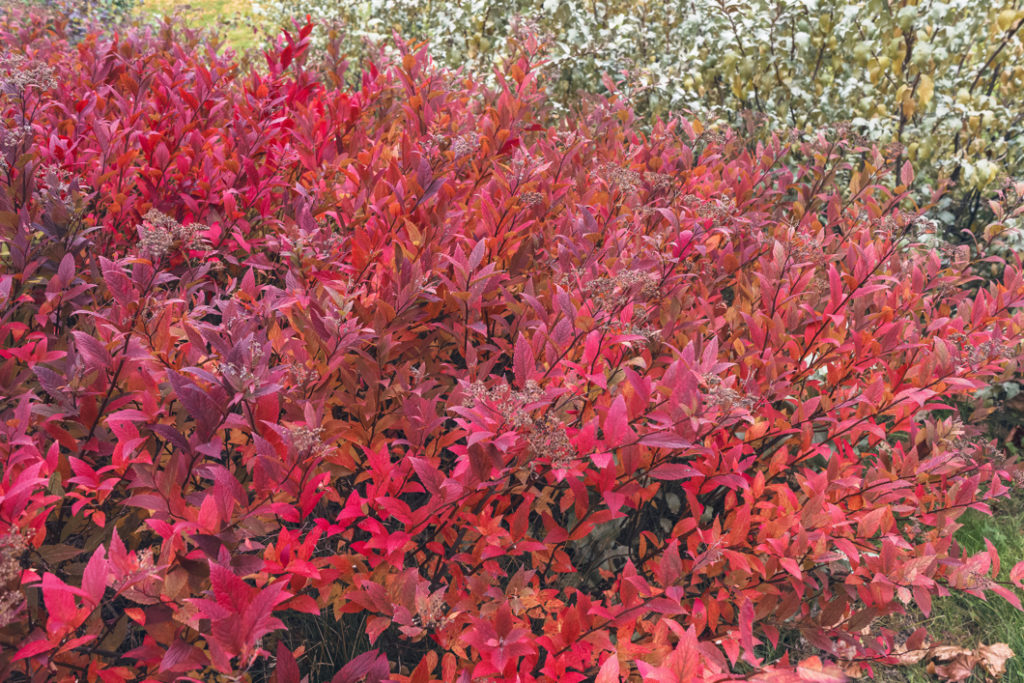 spiraea japonica shrub with red leaves growing outdoors in front of other shrubs