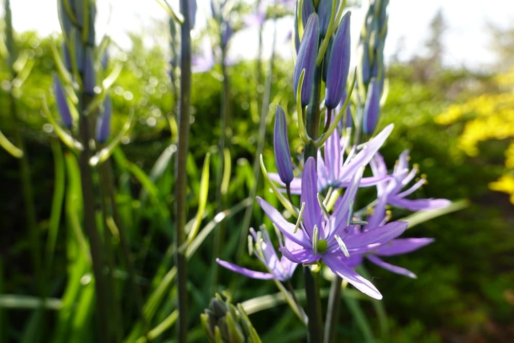 lilac flowers of large camas growing in upright form