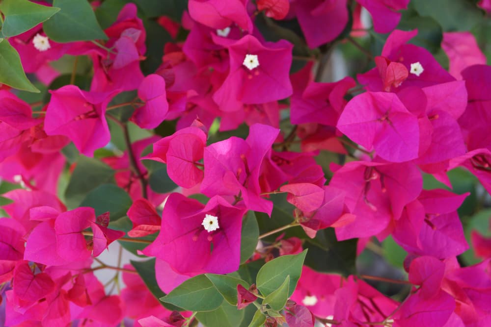 pink flowers and white centres of Bougainvillea 'Barbara Karst'