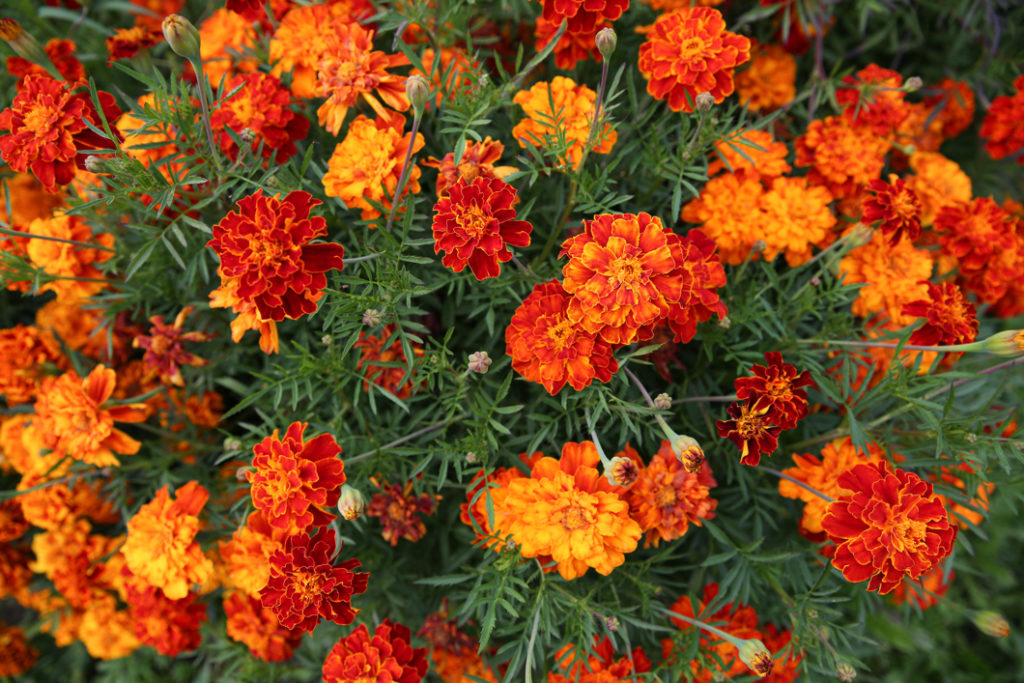 deep orange flowering French marigold with dark green foliage growing in a clump outside