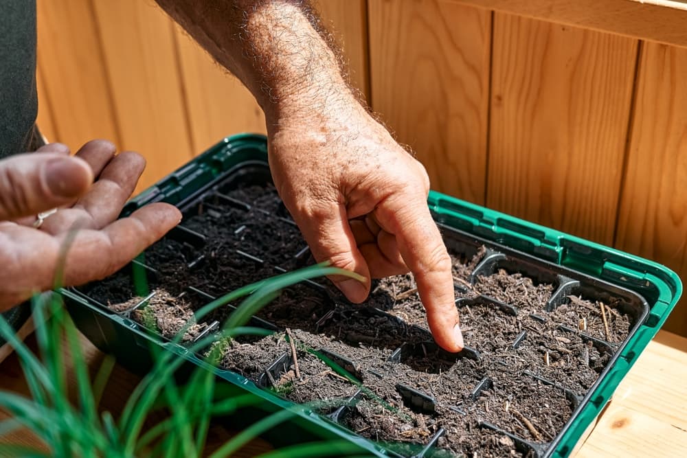 hands planting seeds in a green propagation tray