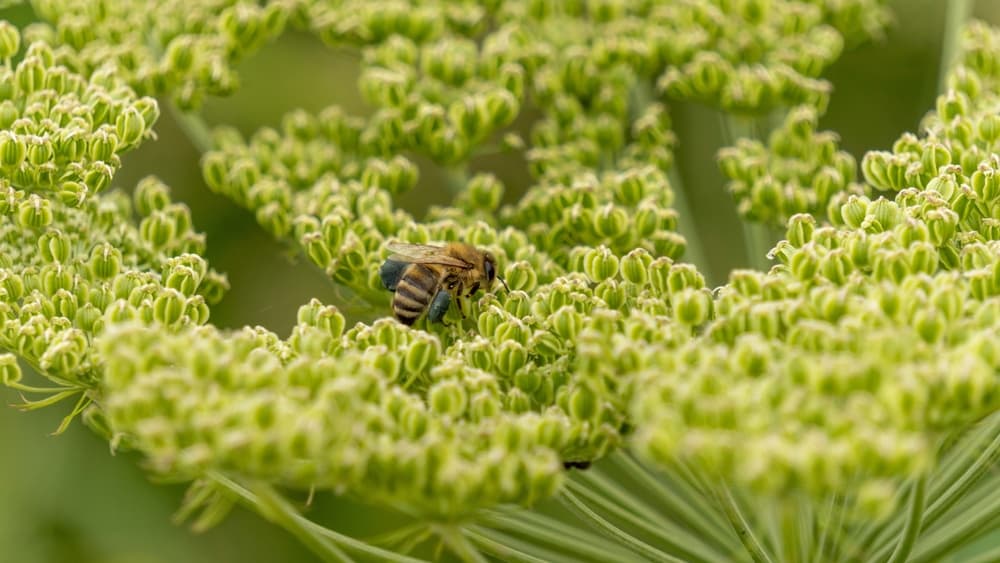 bee sat on the flowering umbel of an Angelica plant