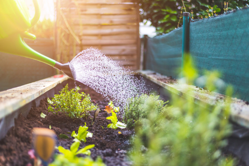 small plants in a raised garden bed that is in front of a green netted fence being watered 