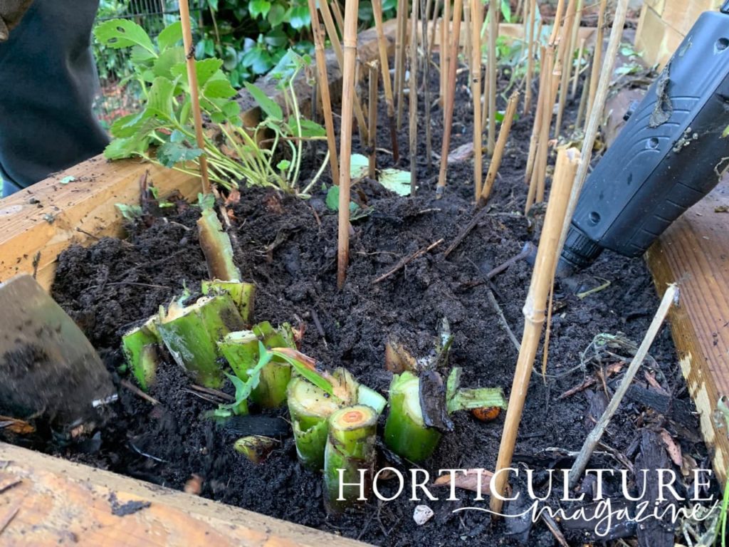 canna cut back to just above the soil