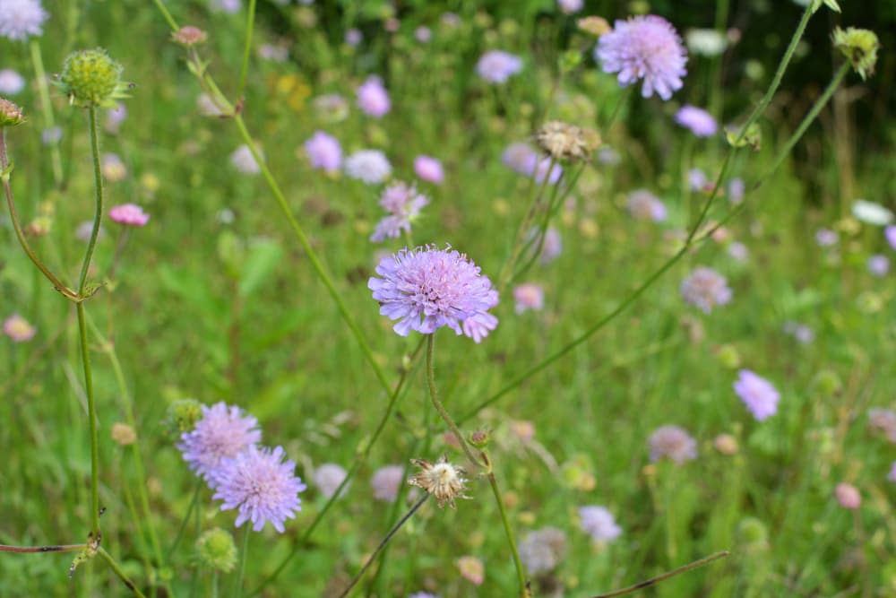 purple Knautia flowers in a meadow environment