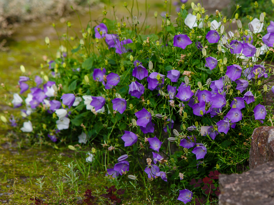 purple and white flowers growing from a campanula plant in a flower bed outside