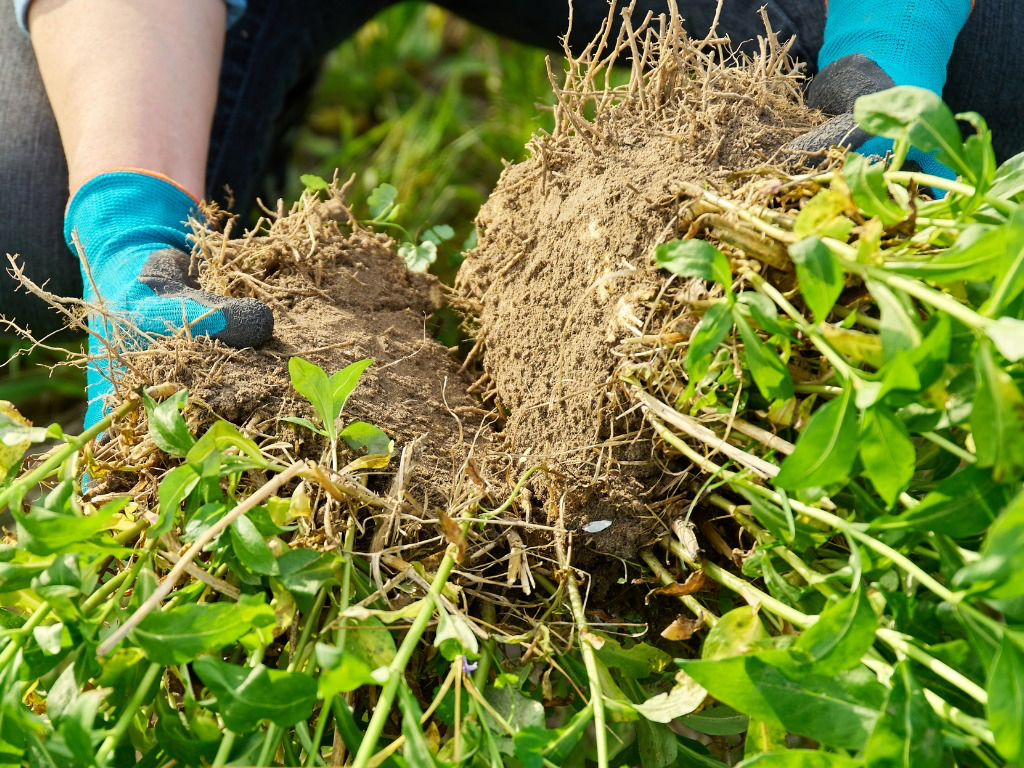 two recently divided plants being held by their soil-covered roots 