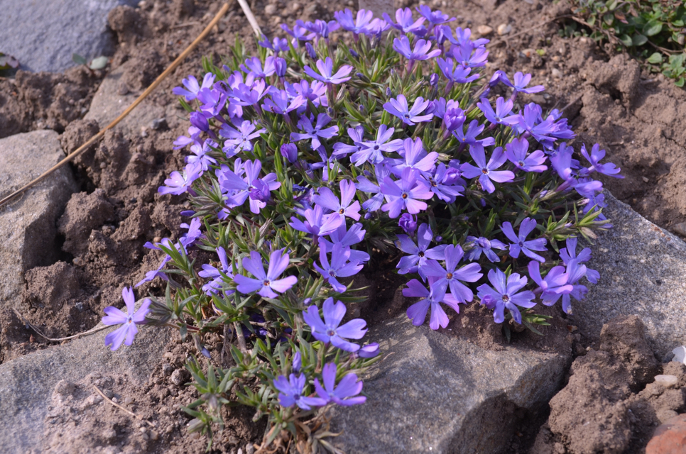 purple flowering phlox 'violet pinwheels' growing in between rocks in the soil outside