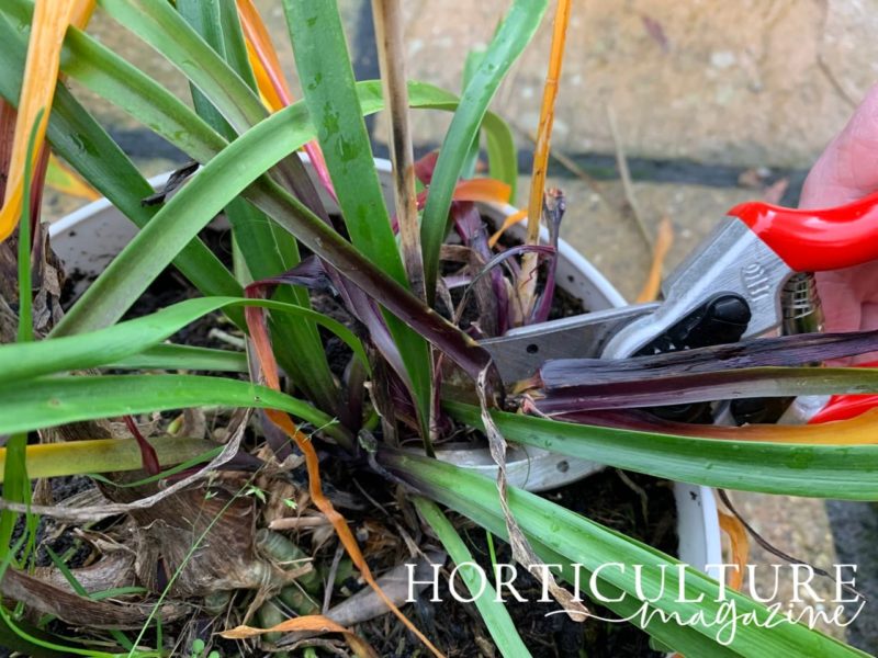 How To Prune Agapanthus Horticulture.co.uk