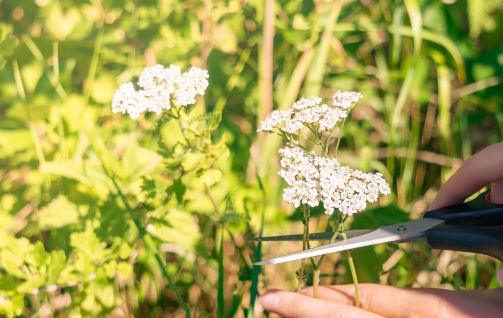 someone using a pair of garden scissors to deadhead a white flowering achillea plant