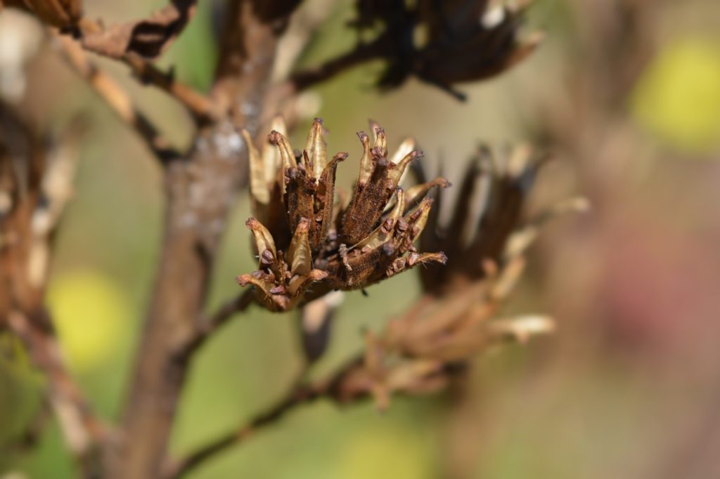 a primrose plant that has gone to seed with brown seed pods growing at the end of its branches