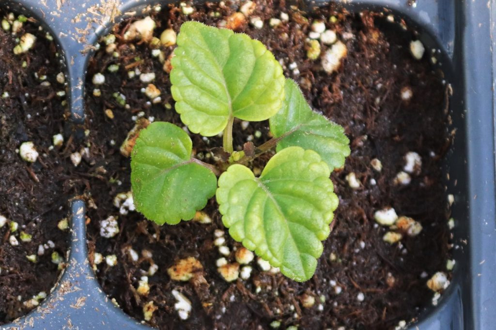 close-up of a sage seedling growing in a seed tray cell from a suitable compost mix