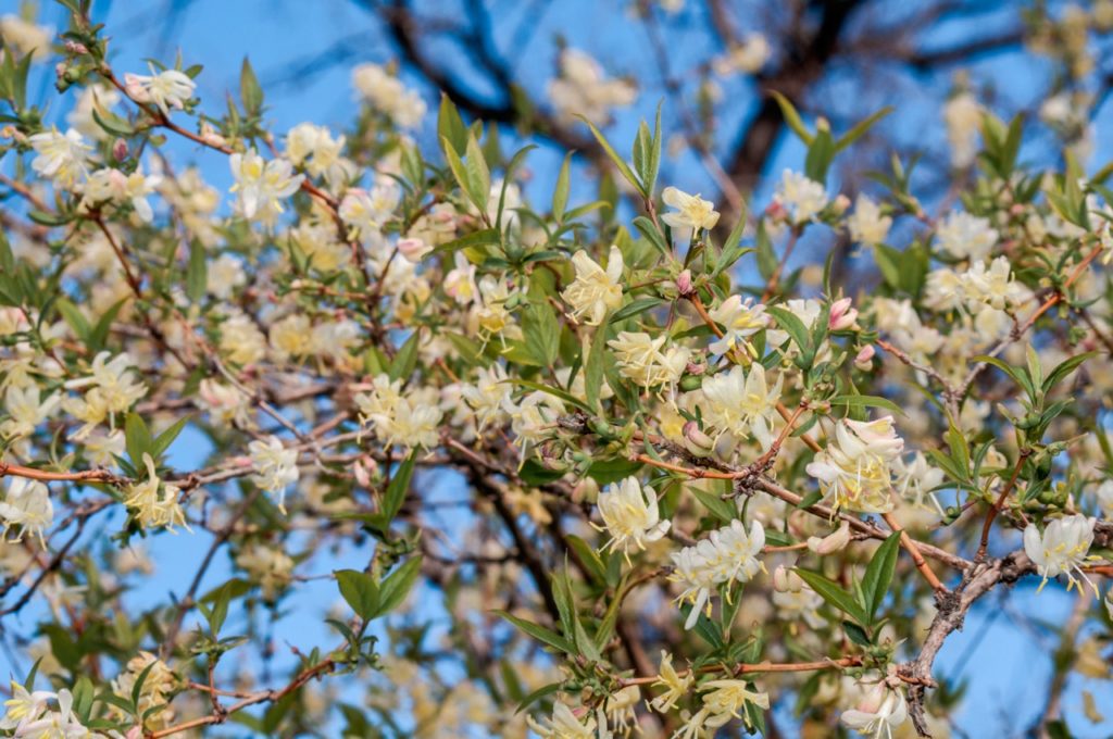winter honeysuckle shrub with cream flowers and green foliage growing outside with a blue sky in the background