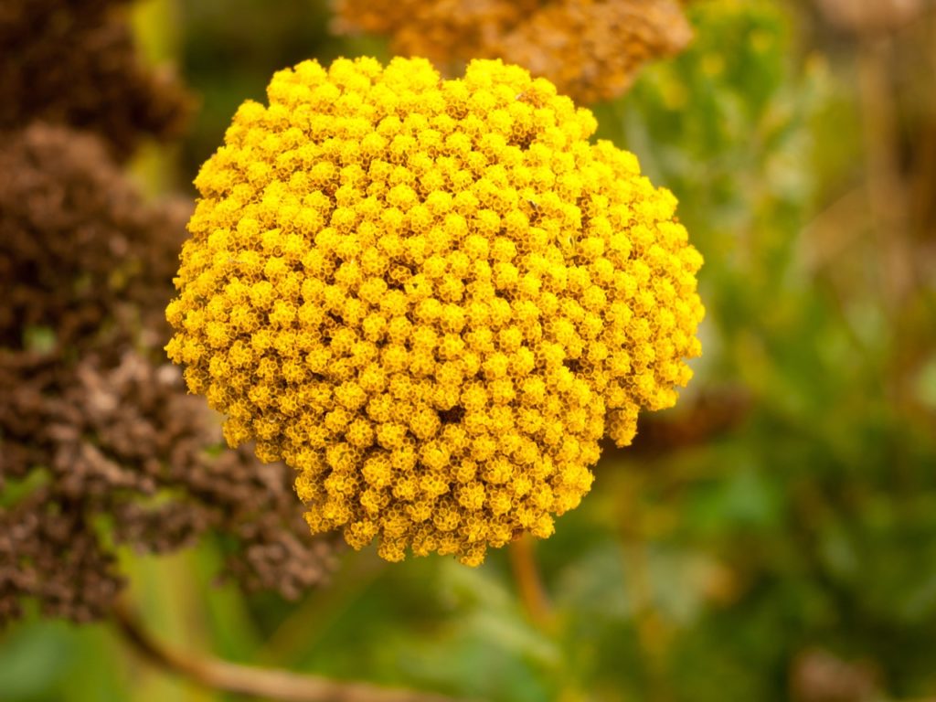 close-up of the yellow flowerhead from an achillea filipendulina 'Cloth of Gold' plant growing outdoors with some brown flowerheads behind