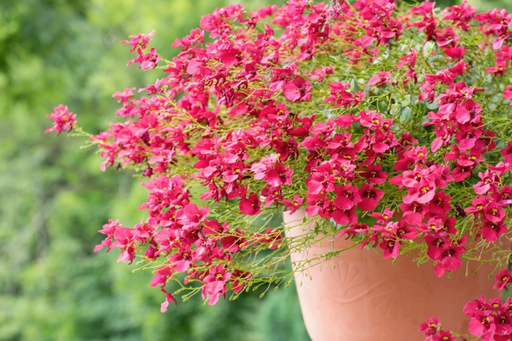 twinspur plant with pink flowers trailing from a hanging container