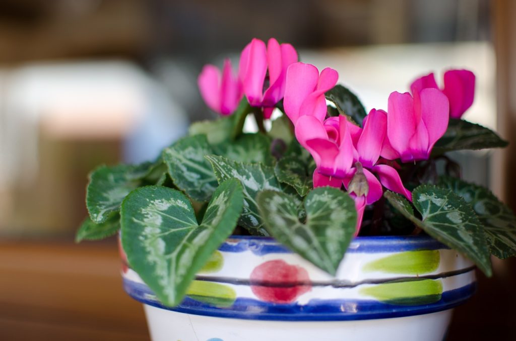 pink flowering, pot-grown cyclamen with dark foliage growing indoors