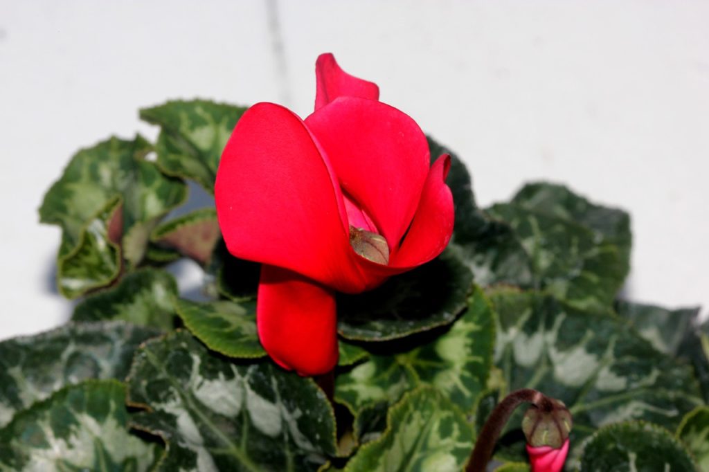 cyclamen persicum 'Success Bright Red' plant with a single red flower and variegated leaves