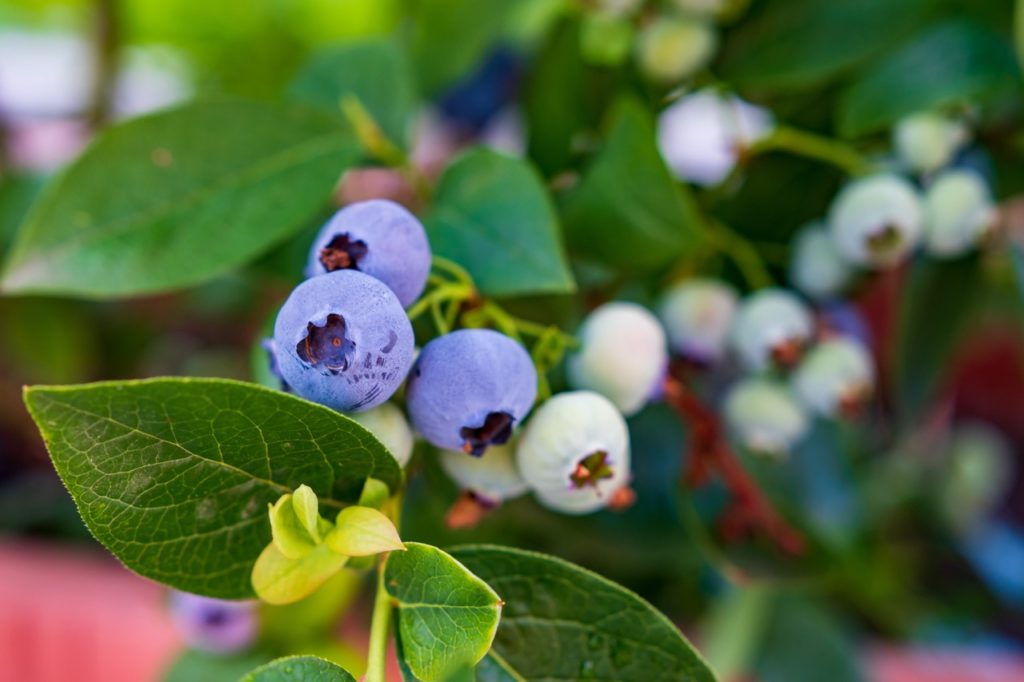 blueberry plant with light blue and white berries growing from its branches growing outdoors