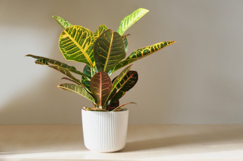 potted croton with green and yellow variegation in the leaves growing on a table inside in front of a wall