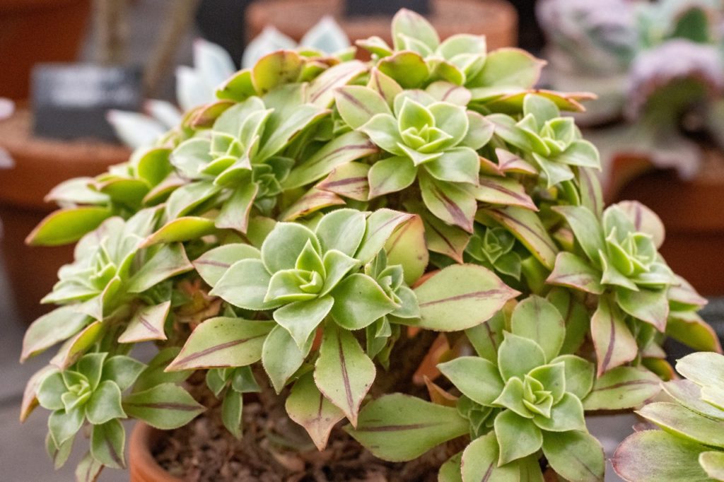 potted aeonium plant with purple and green variegated leaves growing inside