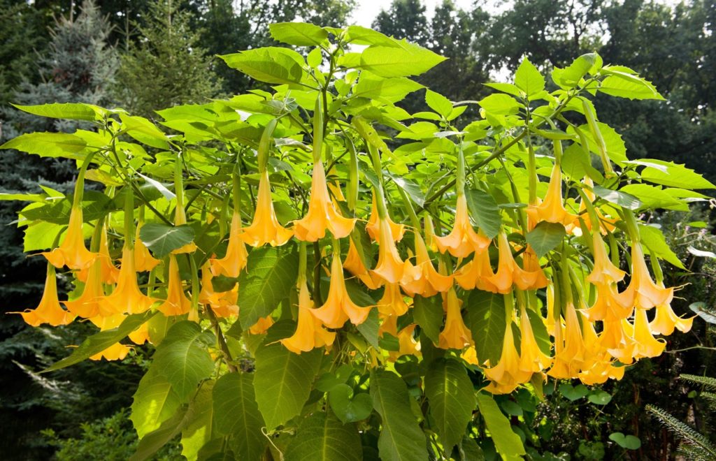 yellow trumpet-shaped flowers growing from a brugmansia shrub with big green leaves