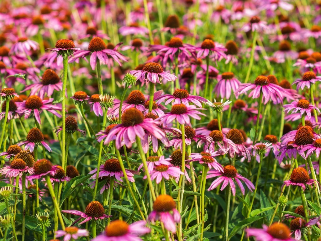 echinacea purpurea plants with tall stems and pink flowers growing outdoors in a field