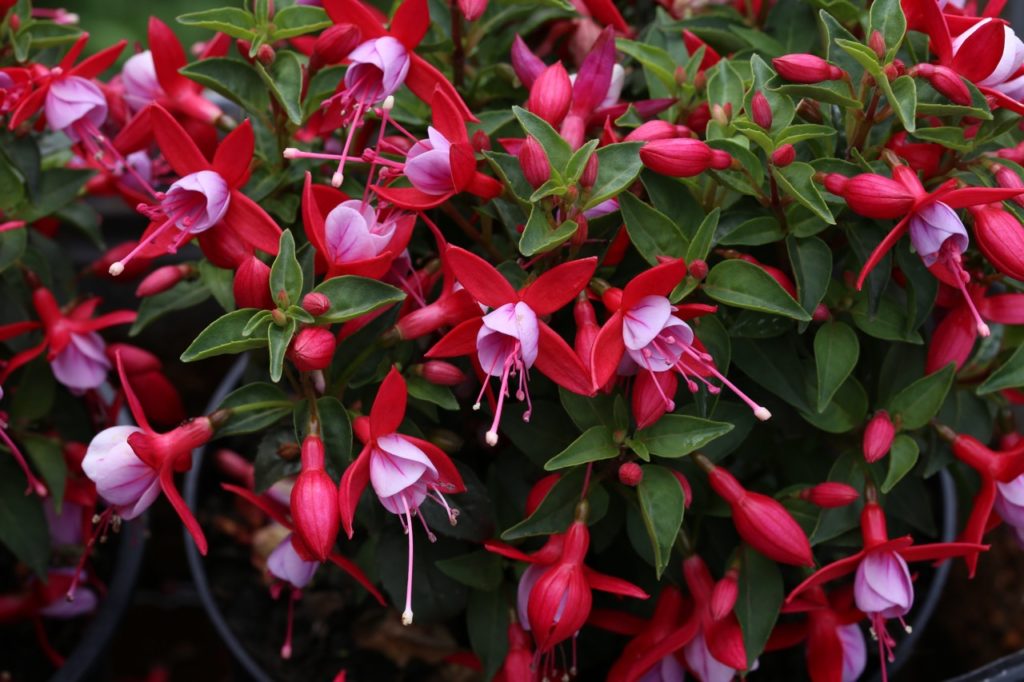 hardy fuchsia plant with red petals and a pink centre growing outside
