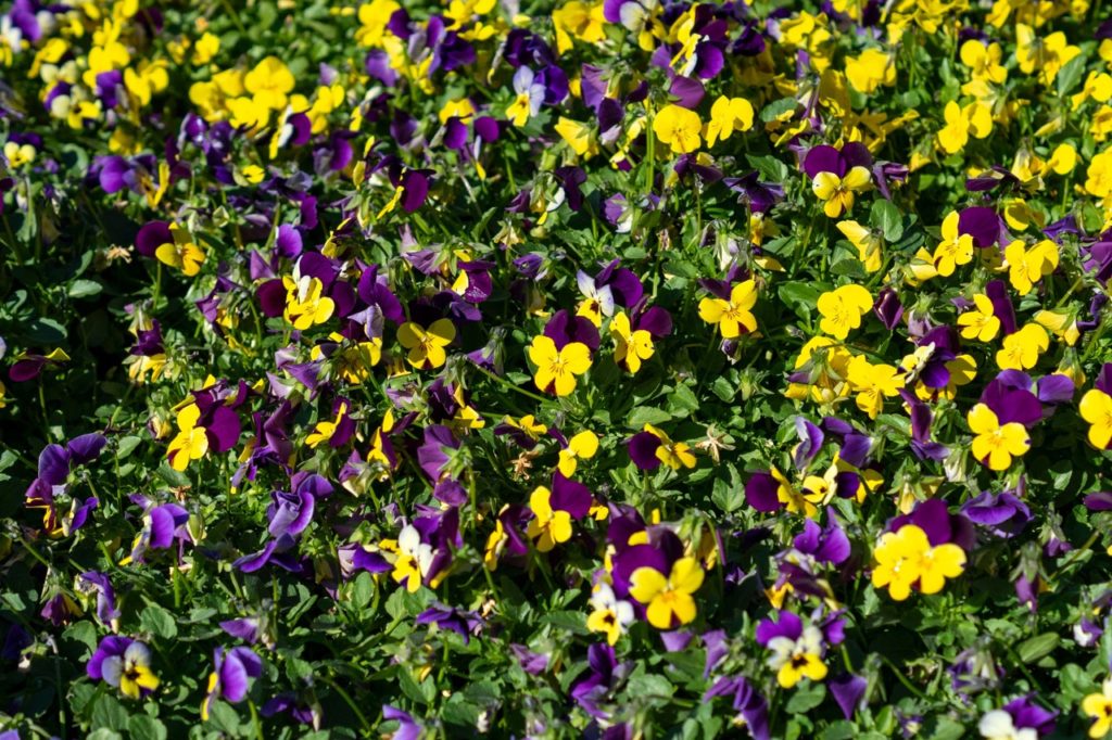 yellow and purple flowering violas growing outside as groundcover