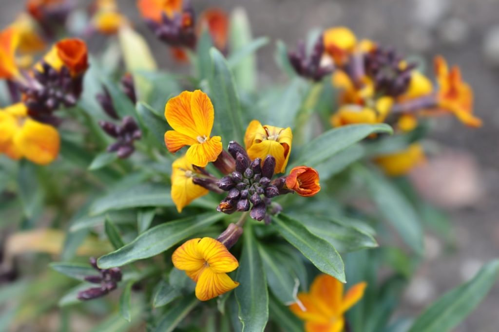 orange and yellow flowering Erysimum with purple buds and thin green leaves growing outdoors