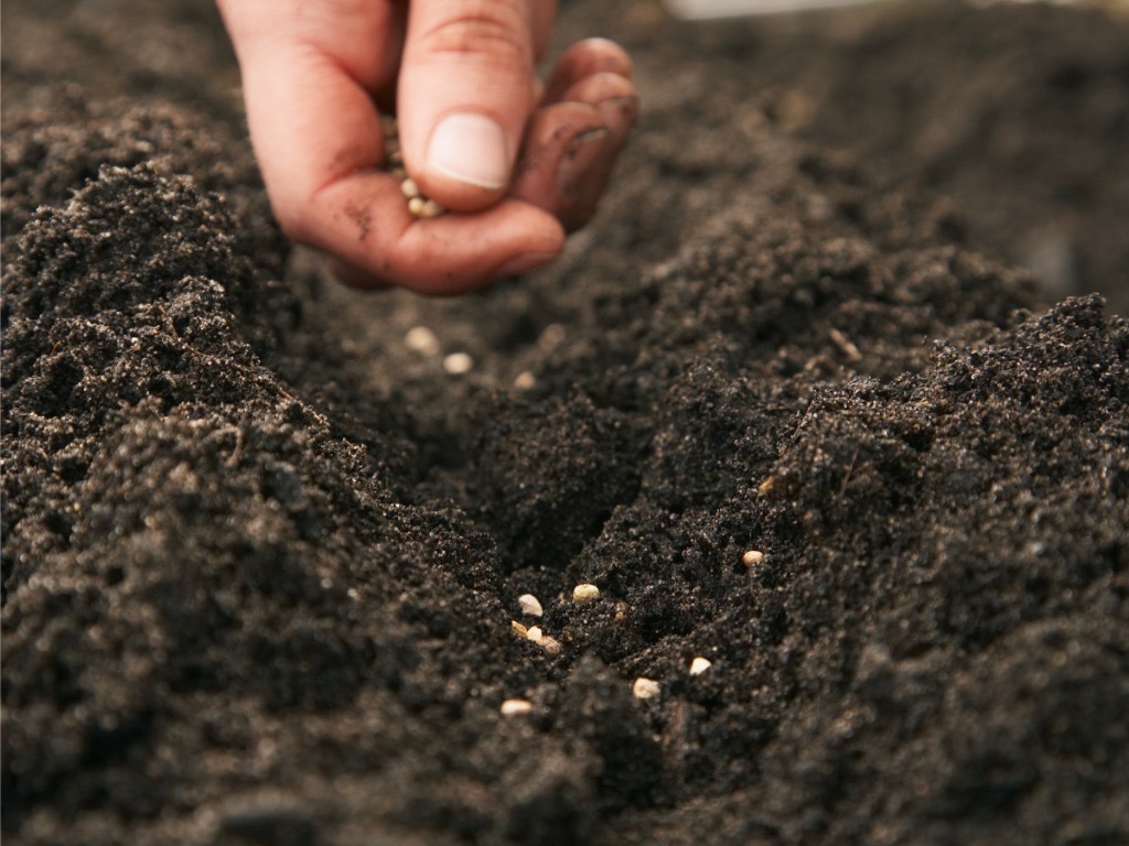 gardeners hands scattering small seeds into freshly dug soil