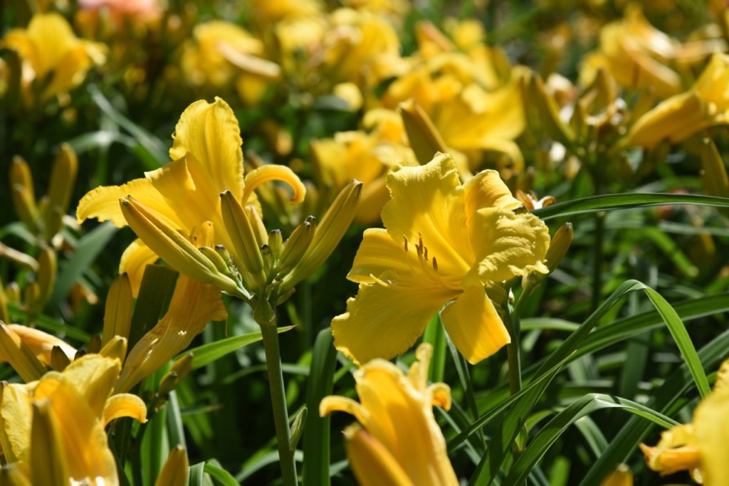 yellow flowering hemerocallis growing in a field outside