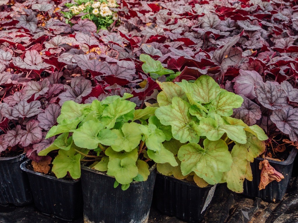 potted young heuchera plants with green and purple foliage
