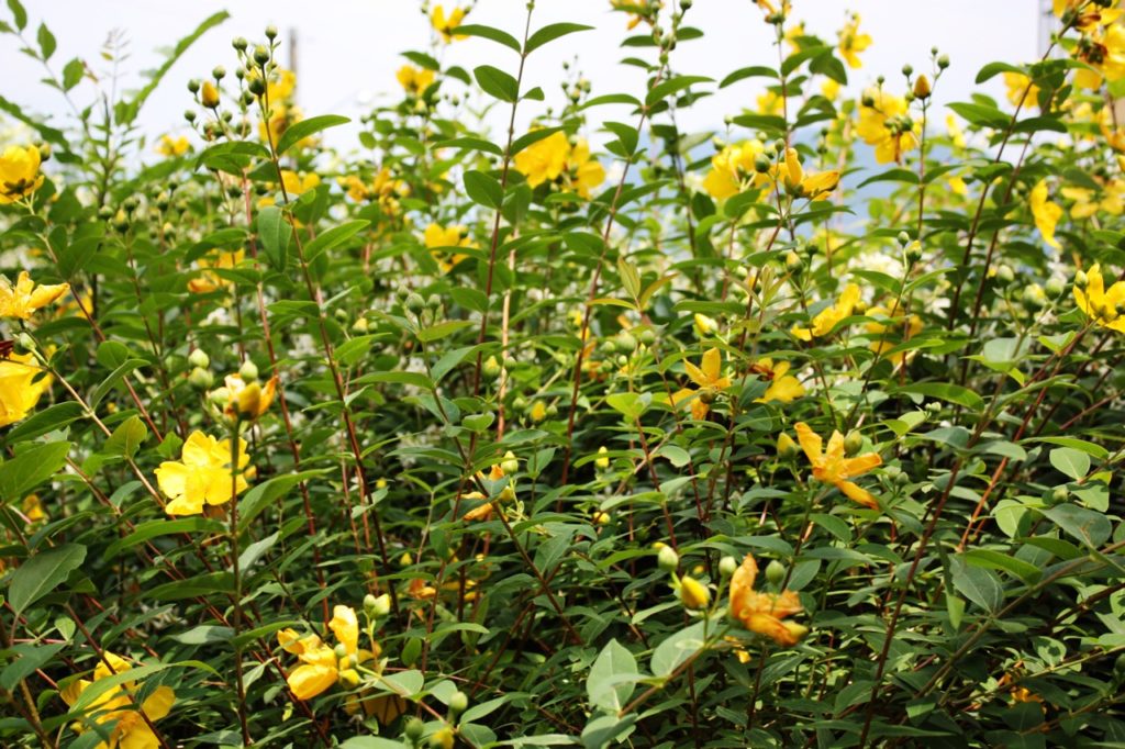 overgrown hypericum shrub with yellow flowers growing on tall stems outside