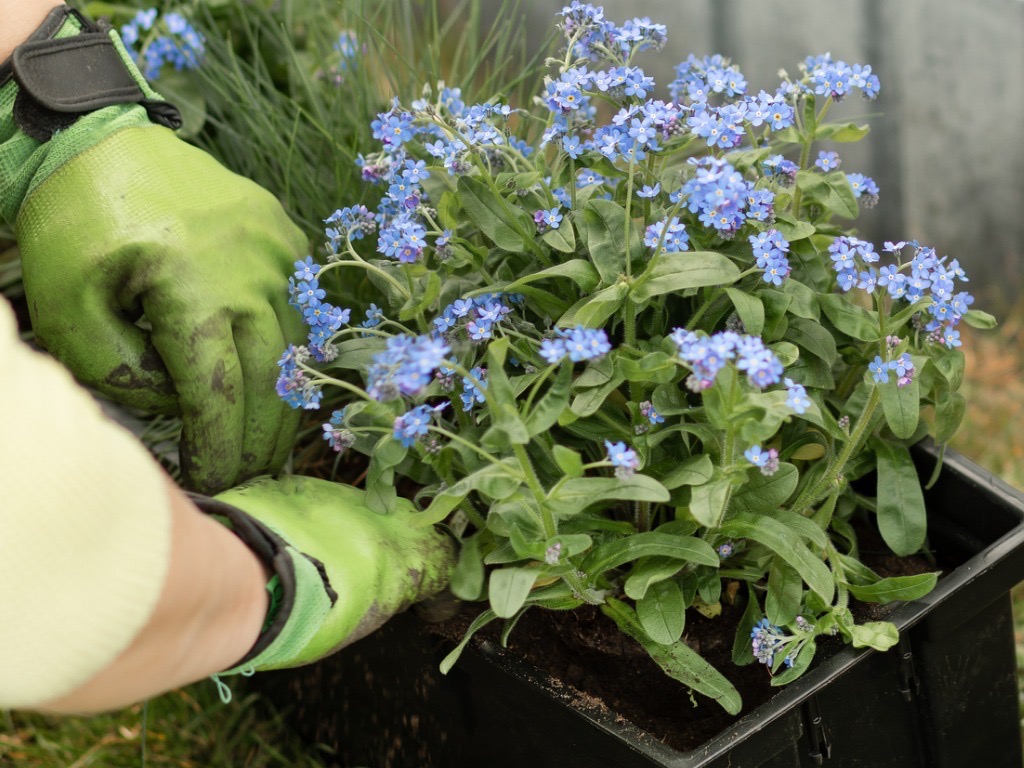 a potted forget-me-not about to be transplanted by a gardener wearing gloves