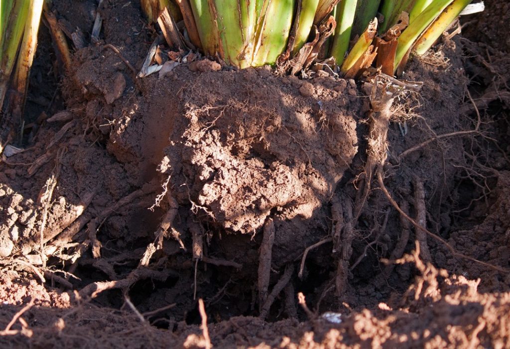 a plant being lifted out of the ground to reveal its roots