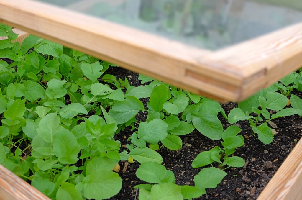 close-up of seedlings growing inside of a garden cold frame 
