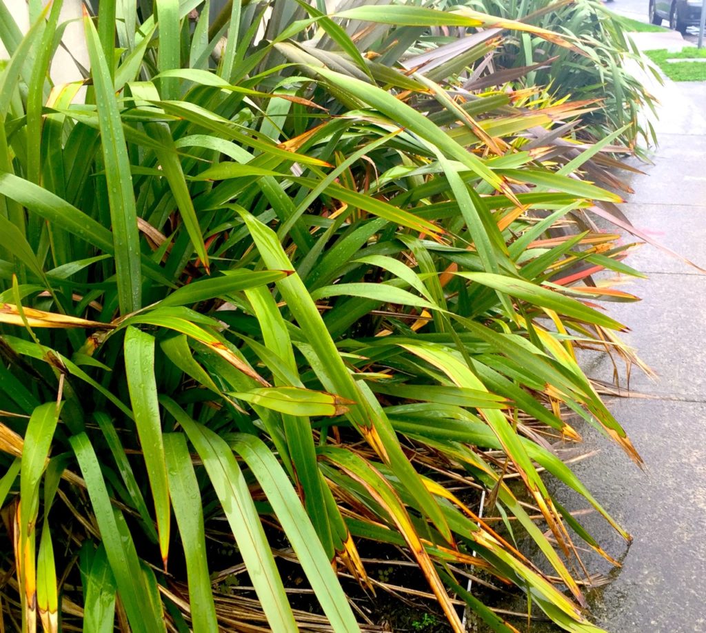 phormium plant with long thin green leaves that are turning brown around the edges growing outdoors next to a road
