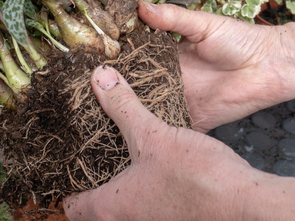 hands holding a plant by its soil covered roots 