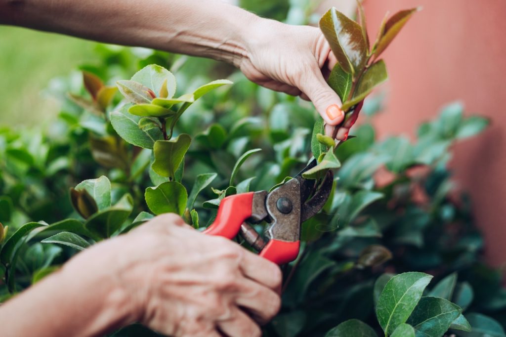 someone using a pair of secateurs to prune the stem of a camellia growing outdoors