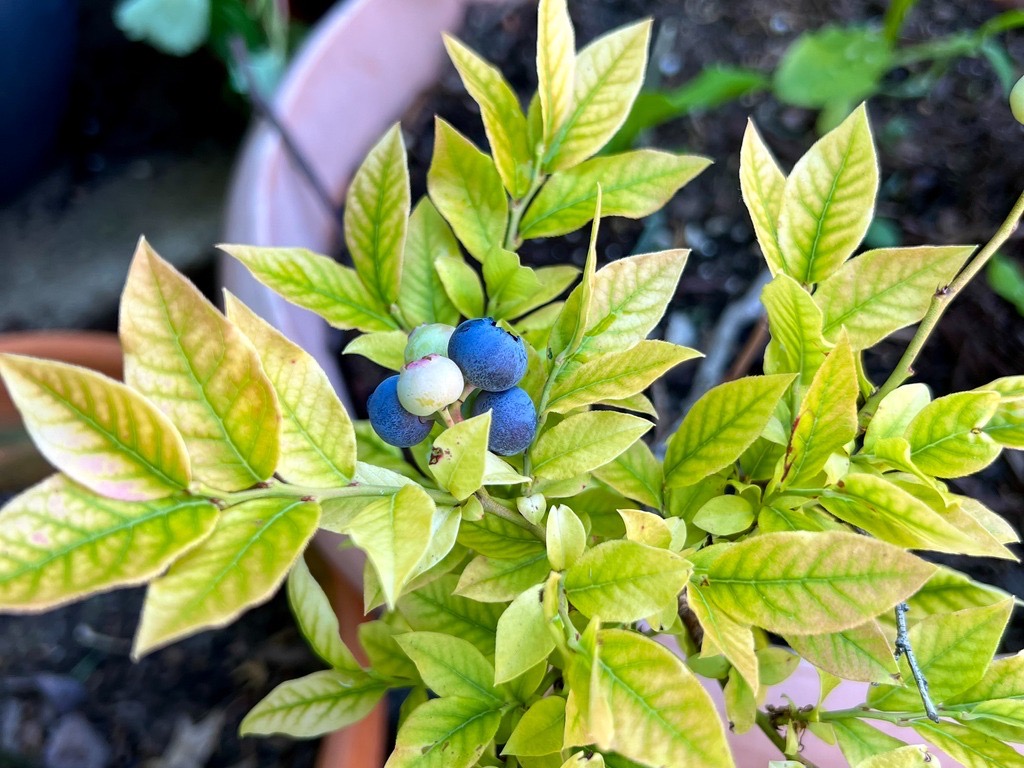 potted blueberry bush bearing round green and blue fruits with chlorosis affecting its yellow leaves