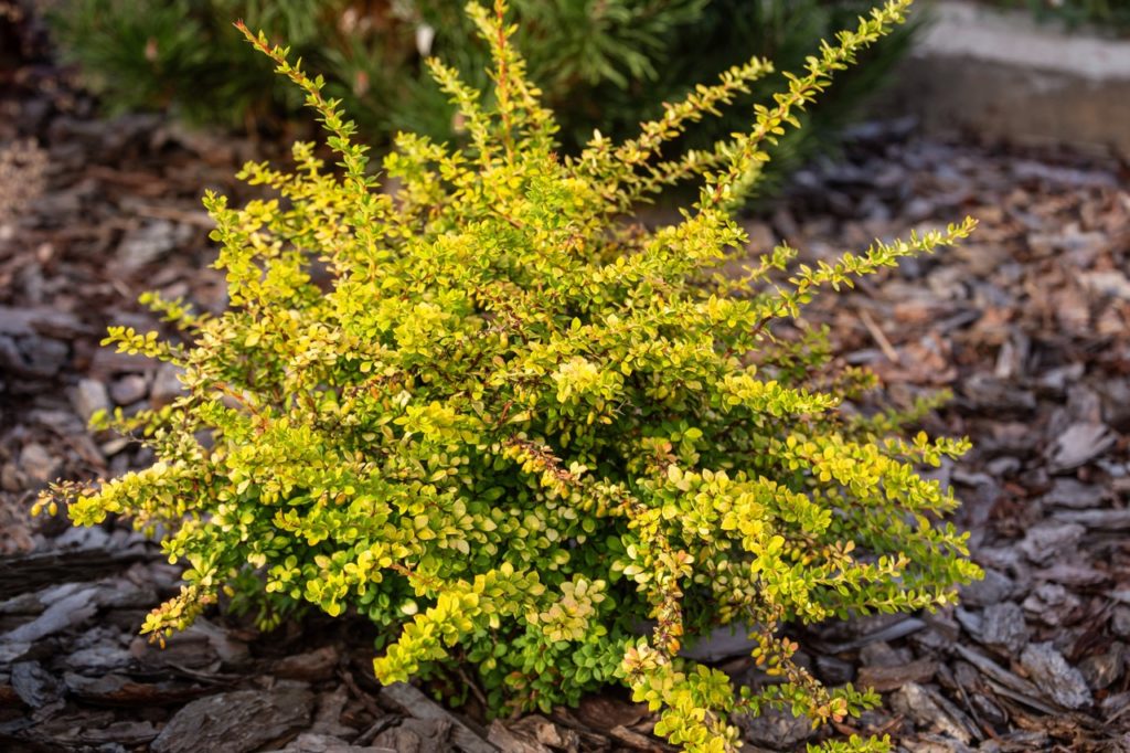 a small berberis shrub growing in a garden bed that has been covered in a mulch of wood chips