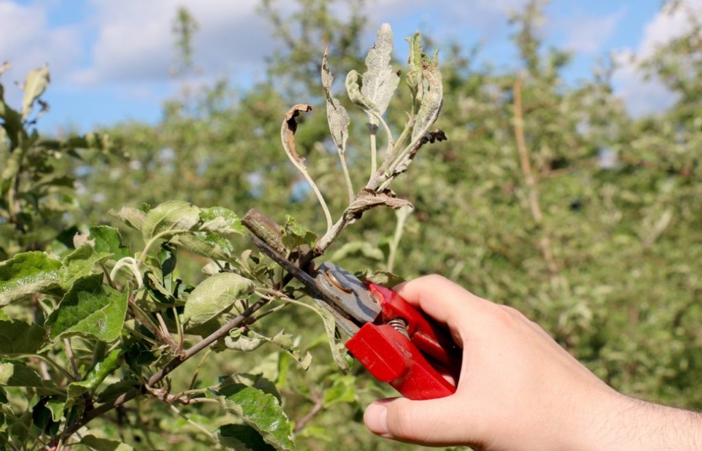 using a pair of secateurs to cut leaves from a plant that has been affected by leaf spot 