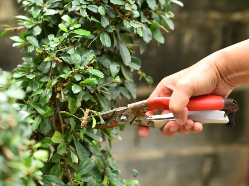 How To Prune Berberis (Barberry) Shrubs Horticulture.co.uk