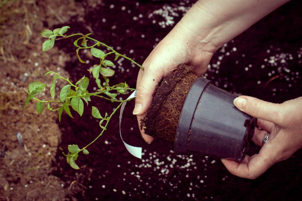gardener pulling a young blueberry plant from a small pot to reveal its roots and soil